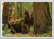 California Virgin Redwood Forest, Vintage Postcard picture
