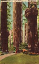 Linen Postcard - A Burl on A Redwood Tree in the Redwood Empire - California picture