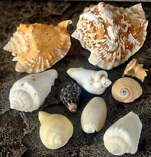 vintage small conch seashell Lot picture