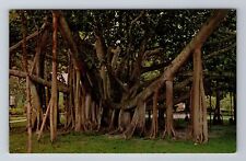 Honolulu HI- Hawaii, Banyan Tree, Antique, Vintage Souvenir Postcard picture