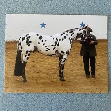 Named Appaloosa Horse Postcard A WILD CARD World Champion 4.25 X 5.5 picture