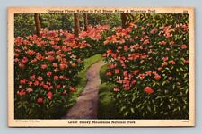 Postcard Gorgeous Azalea in Full Bloom Great Smokey Mountains National Park picture