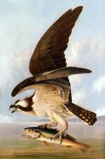 Dream-art Oil painting Osprey-and-Weakfish-1829-John-James-Audubon-oil-painting picture
