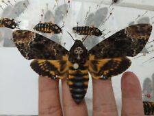 02 pcs Real Death Head Moth Acherontia lachesis A1 spread wings  picture