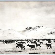c1950s Colorado Elk Herd RPPC Sanborn X-882 Real Photo Postcard Winter Snow A199 picture