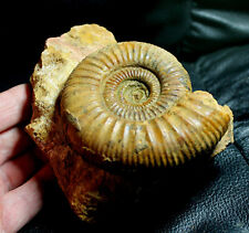 Perisphinctidae - Excellent, big Jurassic, Callovian ammonite picture