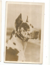 RPPC GREAT DANE BOSTON MASSACHUSETTS MA CHARLESTOWN MA OLD GRIST MILL DOG BREAD picture