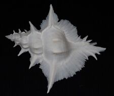 110 mm RARE Siratus Alabaster Murex Seashell #A13 Panglao Island DEEP WATER 200m picture