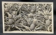 Hawaiian Pineapple Field HONOLULU Hawaii RPPC Tropical Agriculture 1920s picture