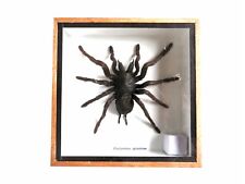 Real Spider Insect Taxidermy Display Framed Box Bug Art Decor Gift Collection picture