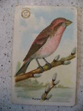 Church & Dwight Useful Birds of America 1st Series Purple Finch #19 Card picture