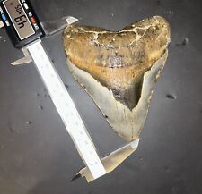 4.9 INCH REAL MEGALODON SHARK TOOTH FOSSIL AUTHENTIC PREHISTORIC MEG TOOTH picture
