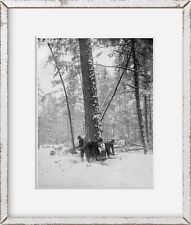 1880-1899 Photograph: Logging, felling the tree Subjects: Lumber industry, Woodc picture