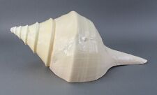 Huge Syrinx Aruanus Australian Trumpet Conch Seashell 19.5 in (495.3 mm) 5.6 lbs picture