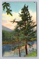 PA-Pennsylvania, Hemlock State Tree, Antique, Vintage Souvenir Postcard picture