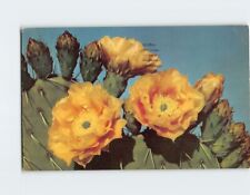 Postcard Prickly Pear Cactus (Opuntia Engelmannii) picture