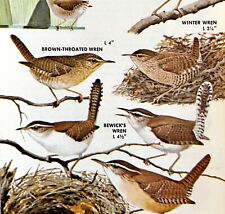 Wrens 5 Different Varieties And Types 1966 Color Bird Art Print Nature ADBN1Q picture