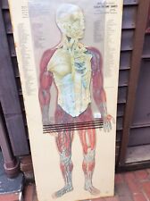 Vtg Cram Thin Man Anatomical 4 Overlay Chart - Double Sided & Intricately Detail picture