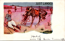 Just Landed, Fallen Off Horse, Rodeo, Vintage Postcard picture