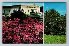 Bradenton FL-Florida, Mixon Fruit Farms Inc, Antique, Vintage Souvenir Postcard picture