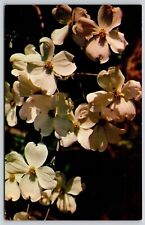 White Flowering Dogwood Botanical Name C Florida FL Postcard UNP VTG Unused picture