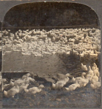 Taylor's Duck Ranch, Watertown, New York.  Stereoview Photo picture