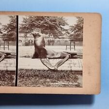 London Stereoview 3D C1895 Real Photo England Sealion Pool Zoo Regents Park picture
