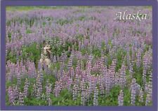 MR ALE PC Alaska AK Alaska Wildflowers w/Dog in Field c1970-80 Chrome UNP B1775 picture