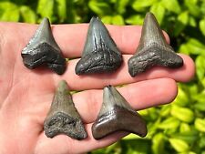 NICE Fossil Megalodon Sharks Teeth LOT OF 5 Miocene Age South Carolina Shark picture