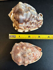 2 Helmet Sea Shells (Cassis Rufa and Cypraecassis Rufa) picture