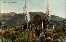 Vintage 1907 Man in Field with Yucca Blossoms Mountain Scene Postcard picture