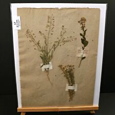 French PRESSED FLOWERS Botanical Herbarium with Fields Notes C 1872-1877 #17 picture