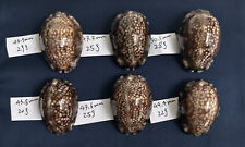 Cypraea maculifera hawaiiensis, 43-50mm, cowrie seashells from Hawaii picture