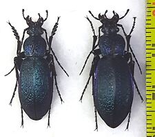 Carabidae, Carabus (Morphocarabus) hummeli gustavi pair A1, E. Russia (Far East) picture