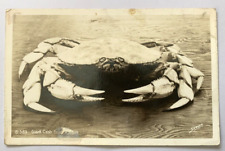 Giant Crab From Oregon Sawyers Real Photo Postcard RPPC picture