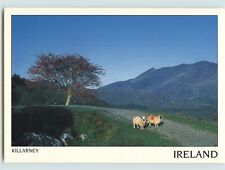 Postcard: Killarney National Park, Ireland - Grazing Sheep picture