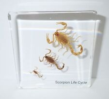 Golden Scorpion Life Cycle Simplified Set Education Specimen Slide picture