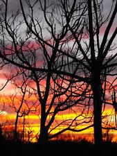 5 X 7 Found Photo Photograph Color Beautiful Sunset Sun Orange Sky Trees Fall   picture