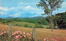 Virginia VA, Blue Ridge Country Springtime Wild Roses Mountains Vintage Postcard picture