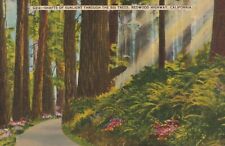 C1930s Shafts of Sunlight Thru the Big Trees, Redwood Highway, Cali a 525 picture