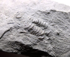 Flexicalymene retrorsa Trilobite Arnheim Formation Ohio Ordovician Fossil picture