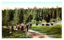 WYOMING Tourists and Bears Vtg Clothing YELLOWSTONE PARK White Border c1915-1930 picture