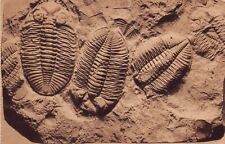Museum of Natural History Postcard Geology Paleontology Fossil Trilobites J10 picture