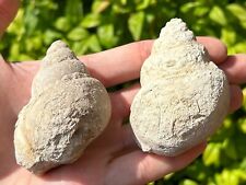 Two XL Texas Fossil Gastropods Tylostoma Cretaceous Goodland Formation Shells picture