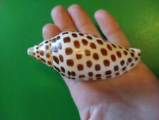 GORGEOUS Rare SCAPHELLA JUNONIA  Shell From Florida - 100 mm - FOUR INCHES  picture
