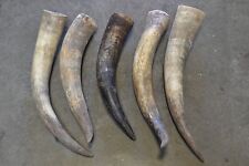 5 PCS ASSORT RAW UNFINISHED COW HORN SCRIMSHAW CARVING CRAFT DECOR 20-25 INCH picture