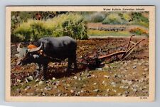 HI-Hawaii, Water Buffalo, Antique, Vintage Souvenir Postcard picture