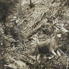 Deer Running Hunting Stereoview c1902 Hunter Shooting Rifle Gun Antique Old E234 picture
