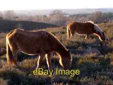 Photo 6x4 Ponies grazing Rockford Common, New Forest Highwood/SU1707 Two c2007 picture