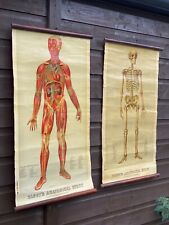 2 X Very Rare American 1885 anatomical Yaggy’s  chart human Muscles & skeleton picture